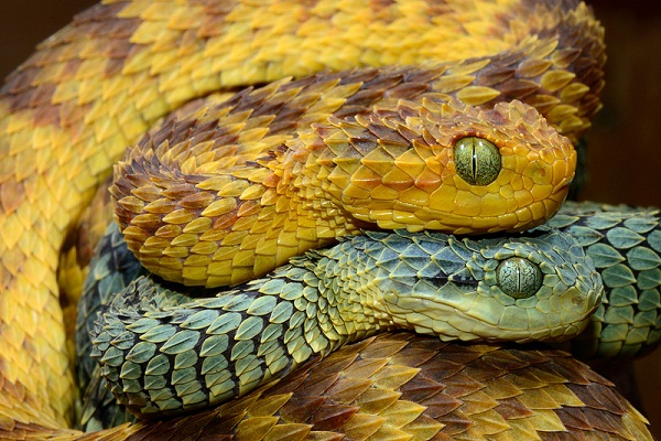 Hairy Bush Viper - Atheris Hispida, Hairy Bush Viper Animal…