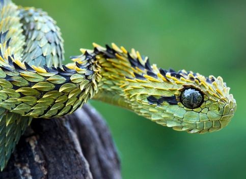 SSSSeriously SSScaly Bro: The Hairy Bush Viper