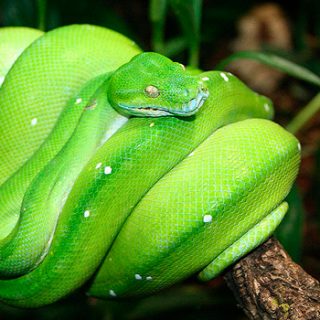 Green Tree Python Facts and Pictures