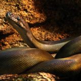 Papuan Python Facts and Pictures