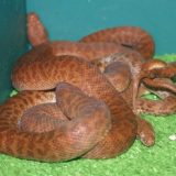 Pygmy Python Facts and Pictures