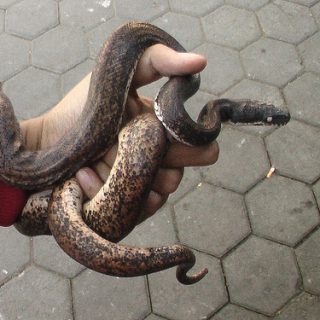 Savu Python Facts and Pictures