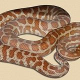 Stimson's Python Facts and Pictures