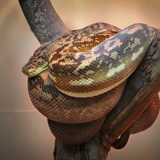Timor Python Facts and Pictures