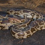 Indian Python Facts and Pictures