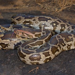 Indian Python Facts and Pictures