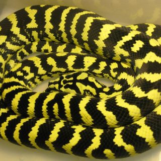 Jungle Carpet Python Facts and Pictures