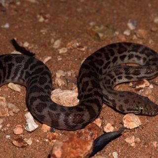 Stimson's Python Facts and Pictures