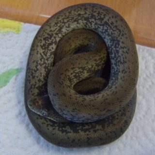 Macklot's Python Facts and Pictures