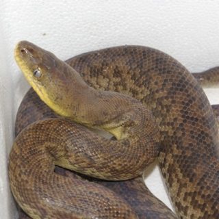 Macklot's Python Facts and Pictures