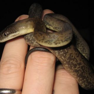 Macklot's Python Facts and Pictures