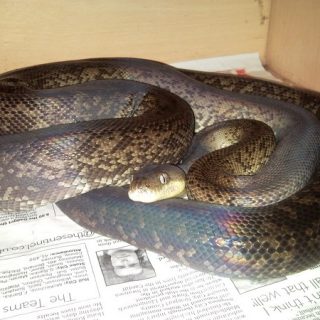 Macklot's Python Facts and Pictures