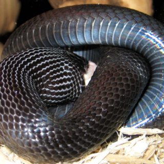 Mexican Black Kingsnake Facts and Pictures