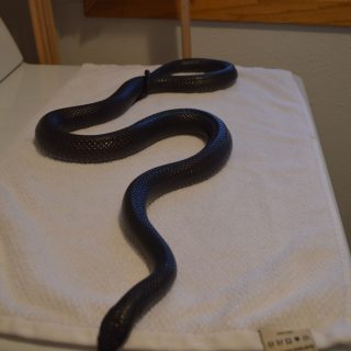 Mexican Black Kingsnake Facts and Pictures