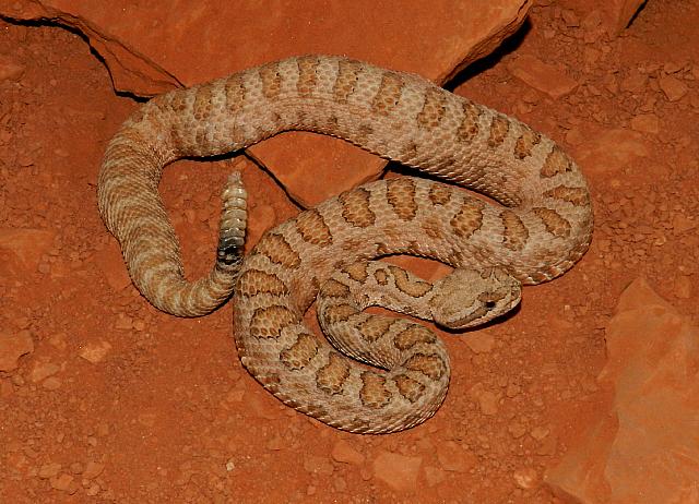 Midget Faded Rattlesnake Habitat - Reptile Fact