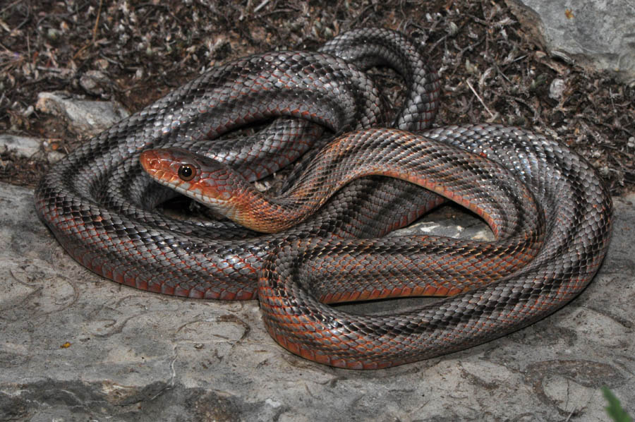 Крысиных змей. Pantherophis bairdi. Полоз Баэрда. Крысиная змея Бэйрда. Техасский крысиный полоз.