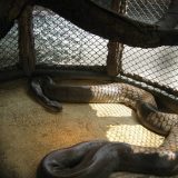 Papuan Python Facts and Pictures