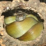 Papuan Python Facts and Pictures