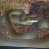 Papuan Python Facts and Pictures