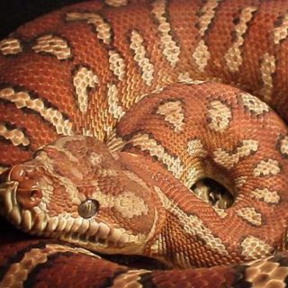 Bredl's Python Facts and Pictures