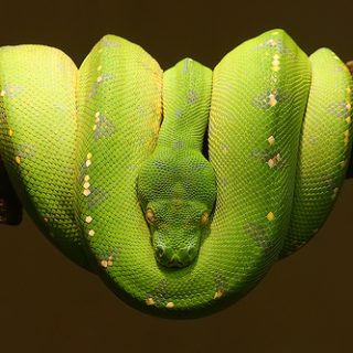 Green Tree Python Facts and Pictures