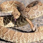 Mojave Rattlesnake Facts and Pictures