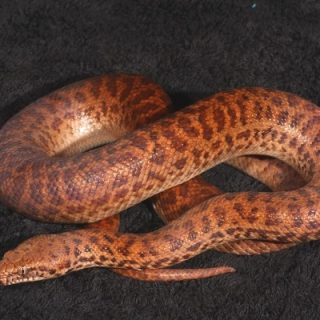 Pygmy Python Facts and Pictures