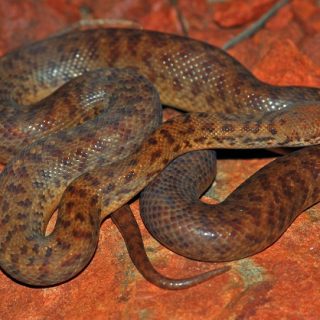 Pygmy Python Facts and Pictures
