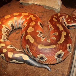 Blood Python Facts and Pictures