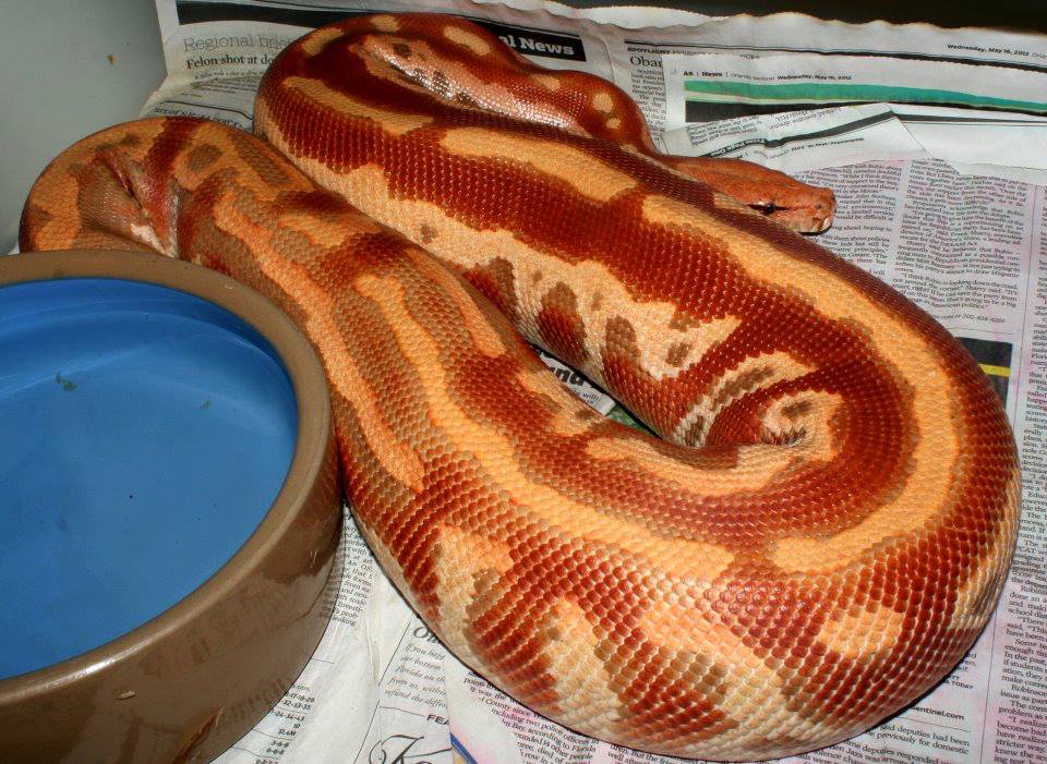 Blood Python Pictures Gallery.