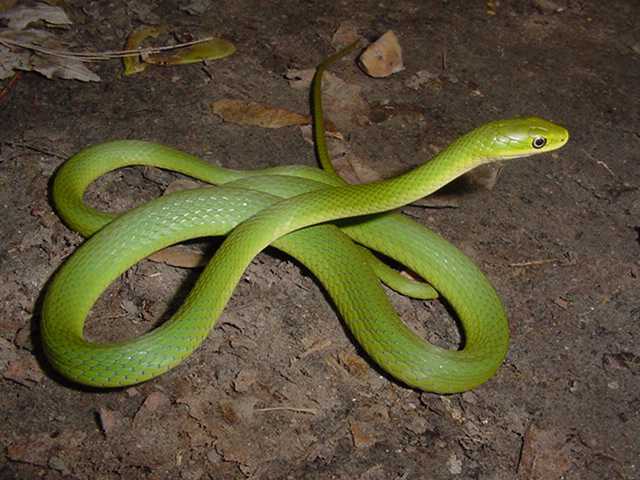 Rough Green Snake - Snake Facts