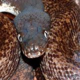 Savu Python Facts and Pictures