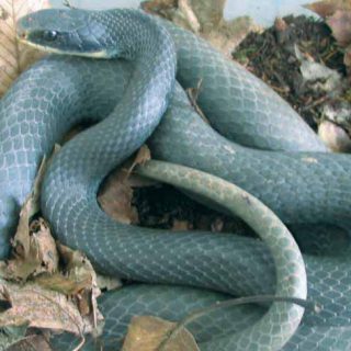 coluber constrictor foxii pet coluber constrictor foxii pet