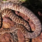 Stimson's Python Facts and Pictures