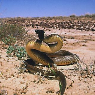 inland taipan facts inland taipan facts