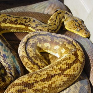 Timor Python Facts and Pictures