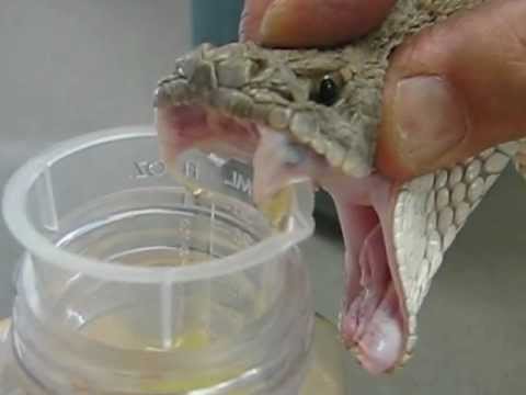 western diamondback rattlesnake venom