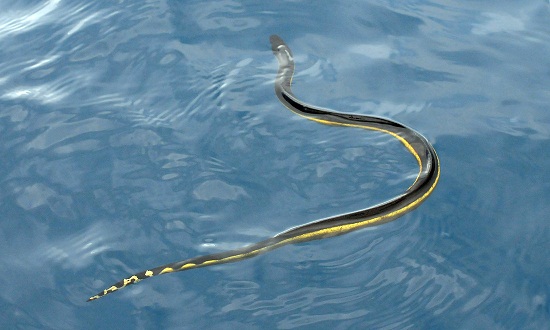 Yellow-bellied Sea Snake Facts and Pictures