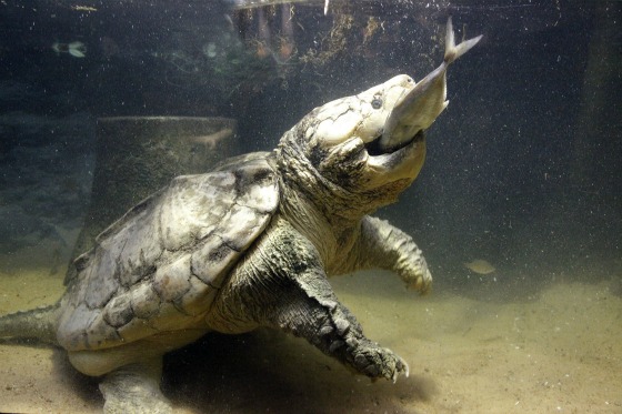 Alligator-Snapping-Turtle-Eating.jpg