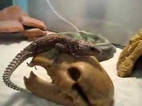armadillo lizard pet