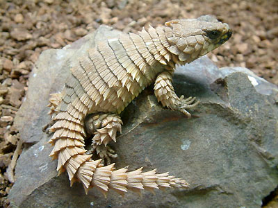 armadillo lizard size