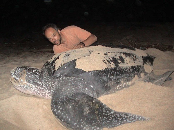Leatherback Sea Turtle Facts And Pictures