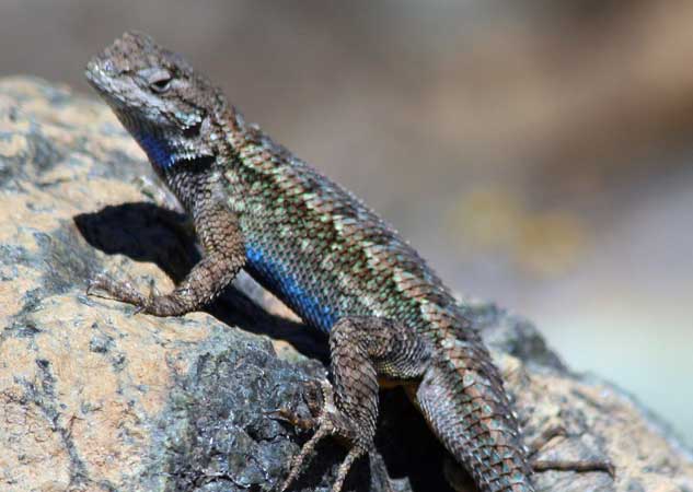Blue Belly Lizard Facts and Pictures