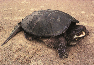 Черепахи минск. Мускусная черепаха. Малая мускусная черепаха. Мускусная черепаха черная. Каймановая черепаха в биотопе.