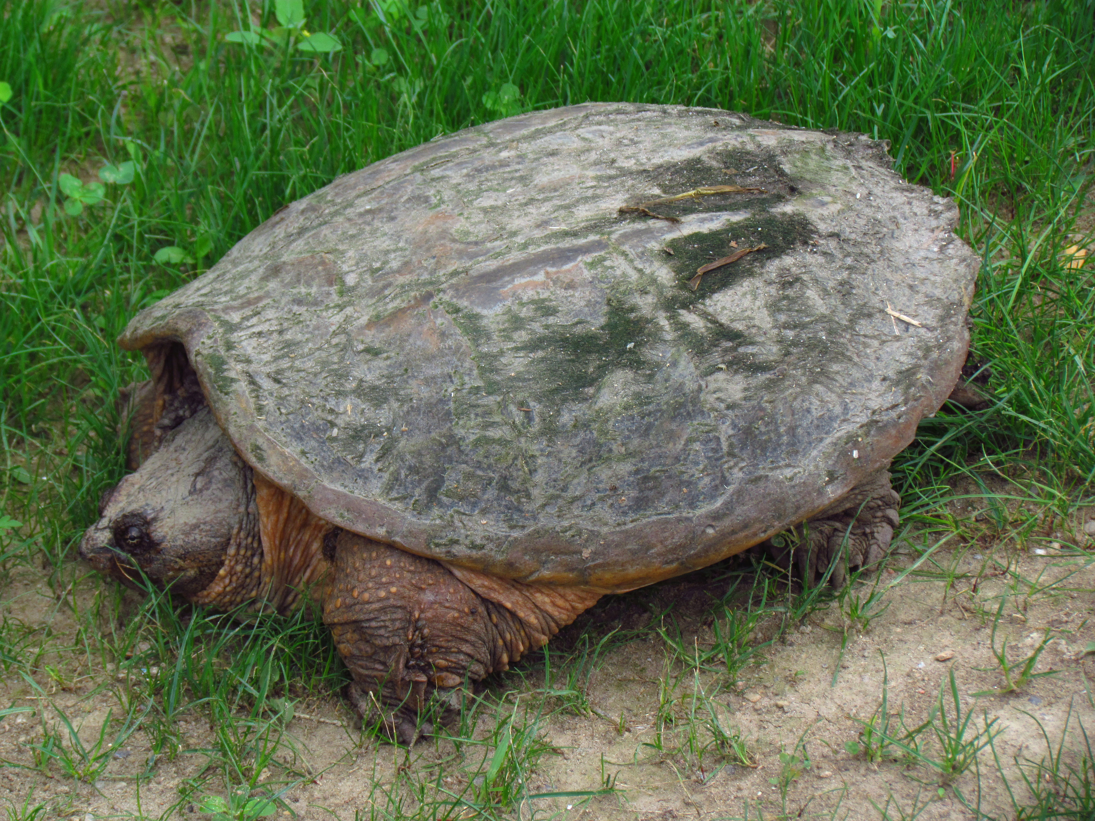 Giant Snapping Turtle 