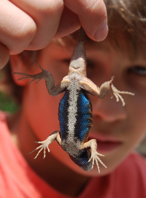 Eastern Fence Lizard Facts and Pictures