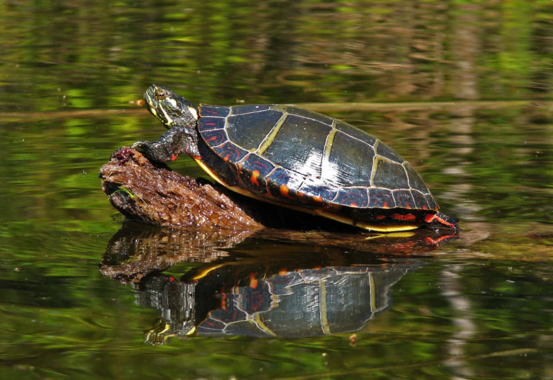 Eastern Painted Turtle Facts and Pictures