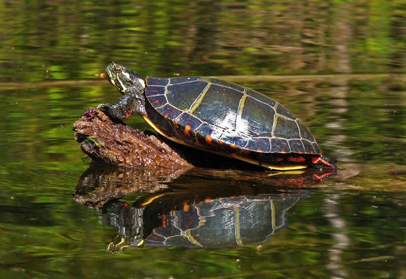 Eastern Painted Turtle Facts And Pictures