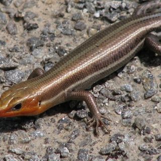 Five-lined Skink Facts and Pictures