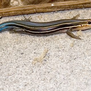 Five-lined Skink Facts and Pictures